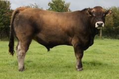 Pedigree-Despagnou-BULL-top-priced-bull-@-Irish-Aubrac-Sale-Tullamore-Nov-2013-pictured-@-9-months.