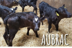 thumbnail_Aubracs-for-Dairy-A5-09-23